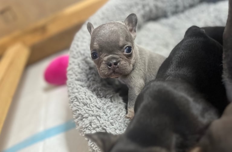 🩷FRENCHIE PUPS FOR SALE🩷