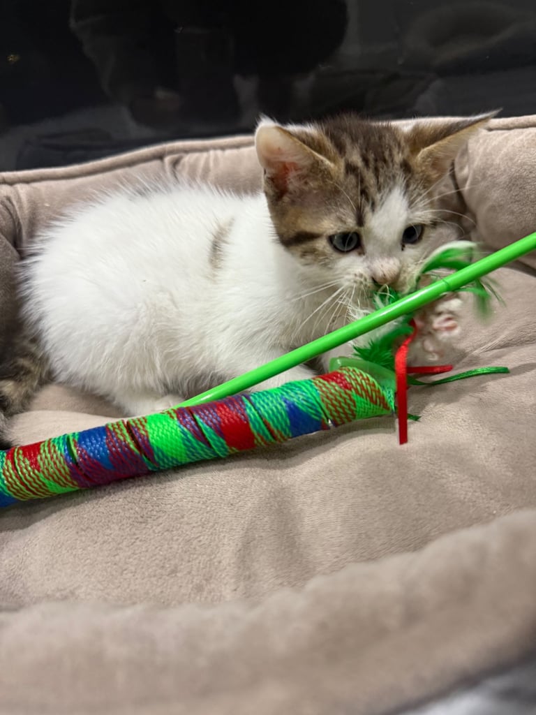 White tabby kitten girl
