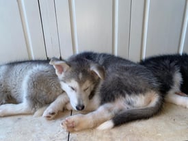 Husky malamute puppies for sale 