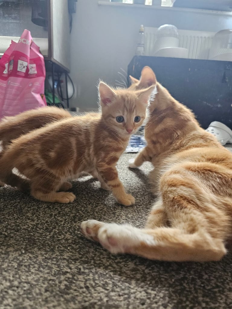 Ginger kittens all SOLD 
