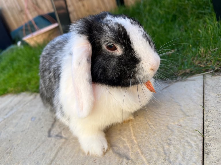 Automatic Clean pets foods and water feeders 1set 