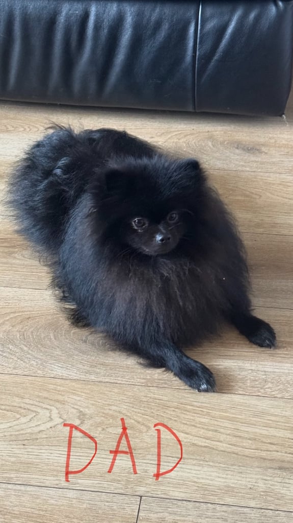 Fluffy and adorable Pomeranian puppies