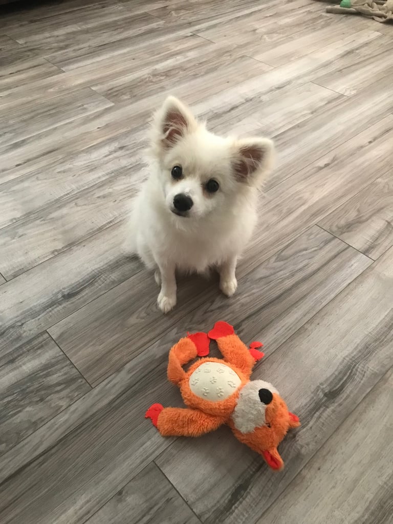 Pomeranian poppy