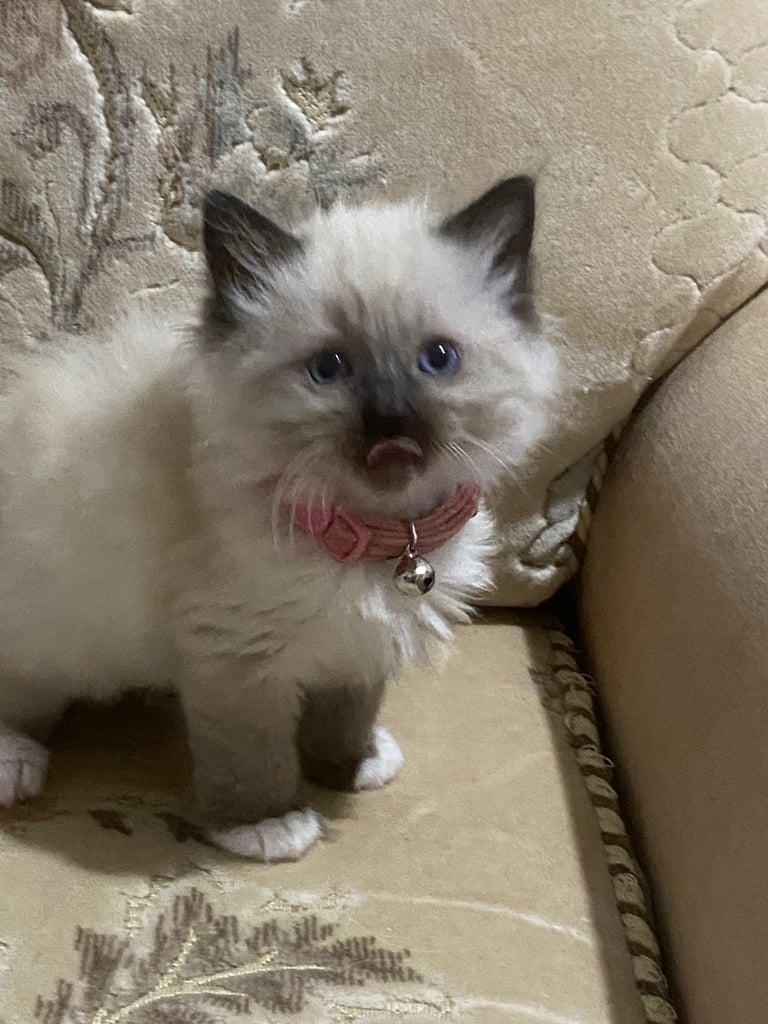 image for Ragdoll kittens 