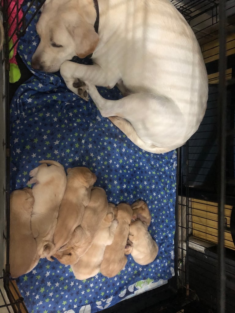 Labrador pups