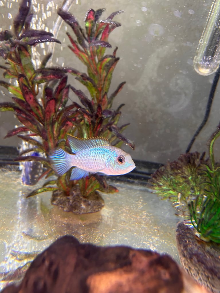 image for Tropical fish 