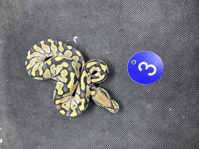 Royal python from £60