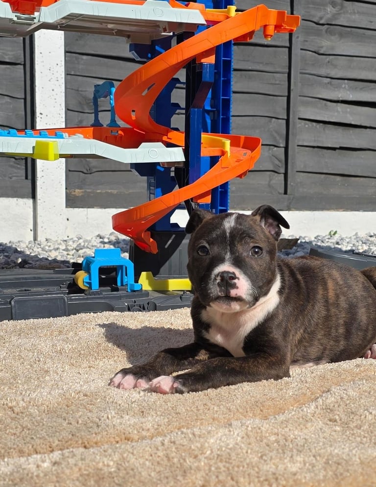 Staffordshire bull terrier