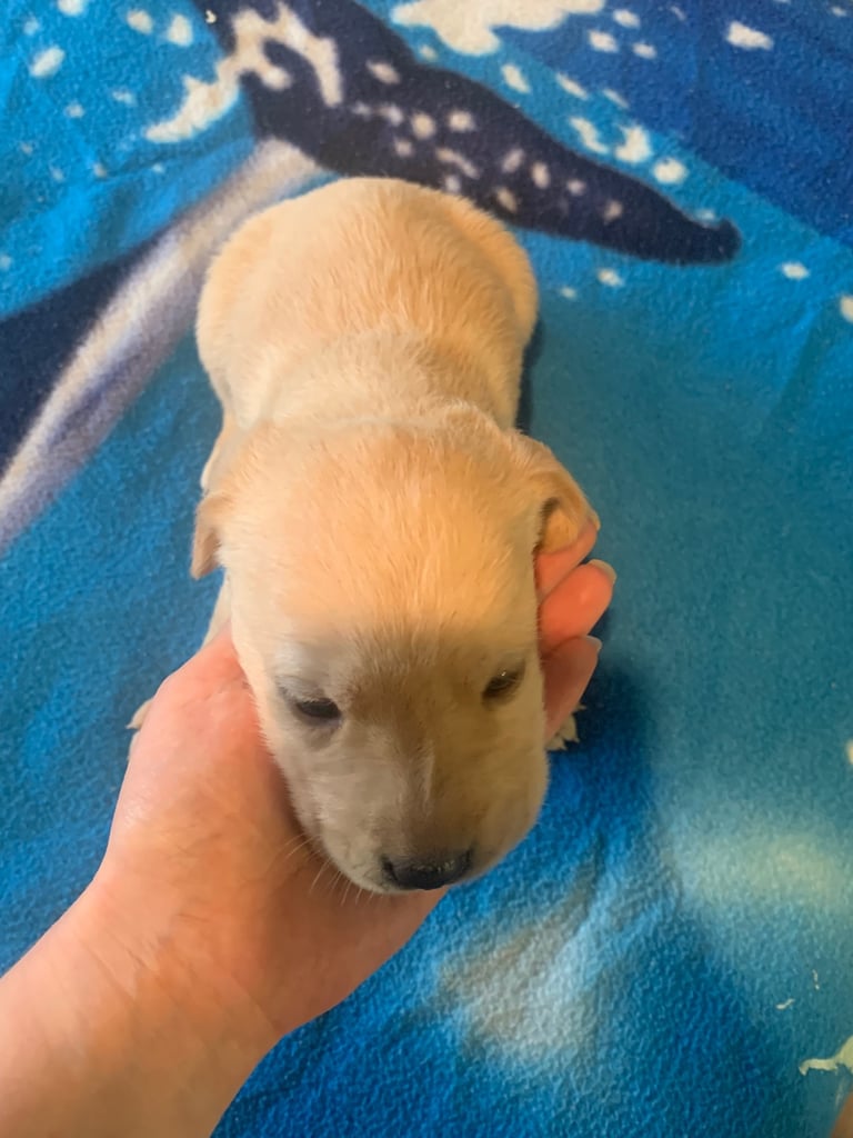 Labrador puppies 