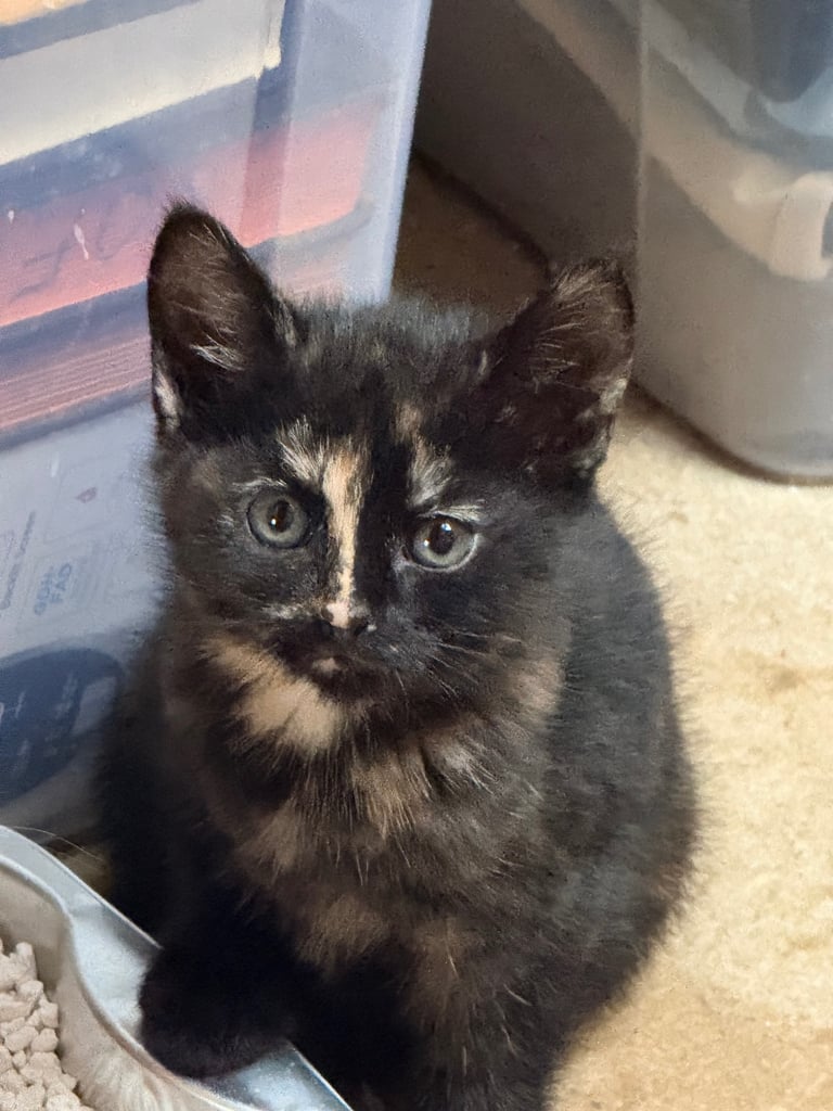 5 BSH-Mixed Kittens For Sale