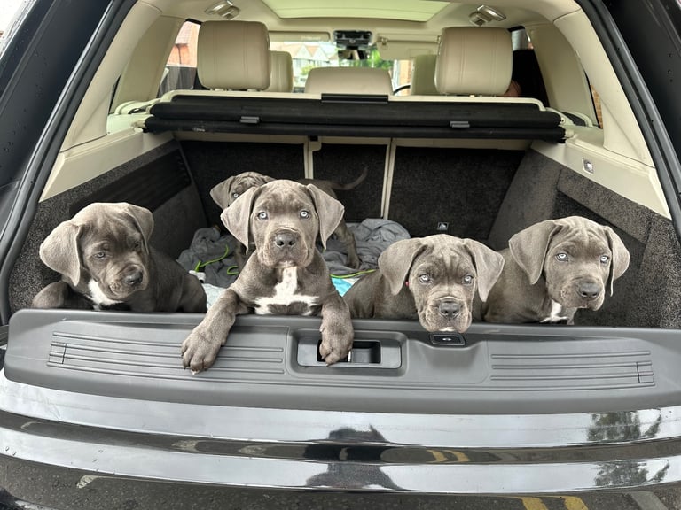 Elite Champion Bloodline Cane Corso puppies