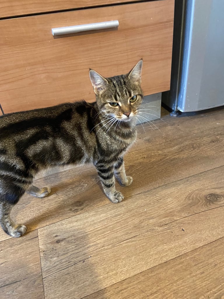 Gorgeous tabby cat for sale