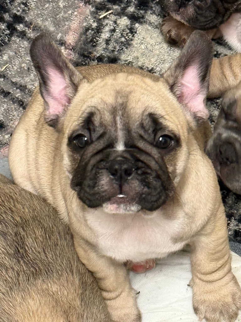 French bulldogs puppies