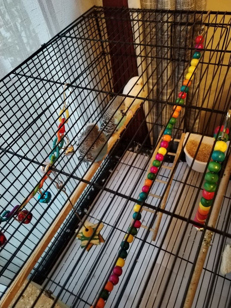 Budgie