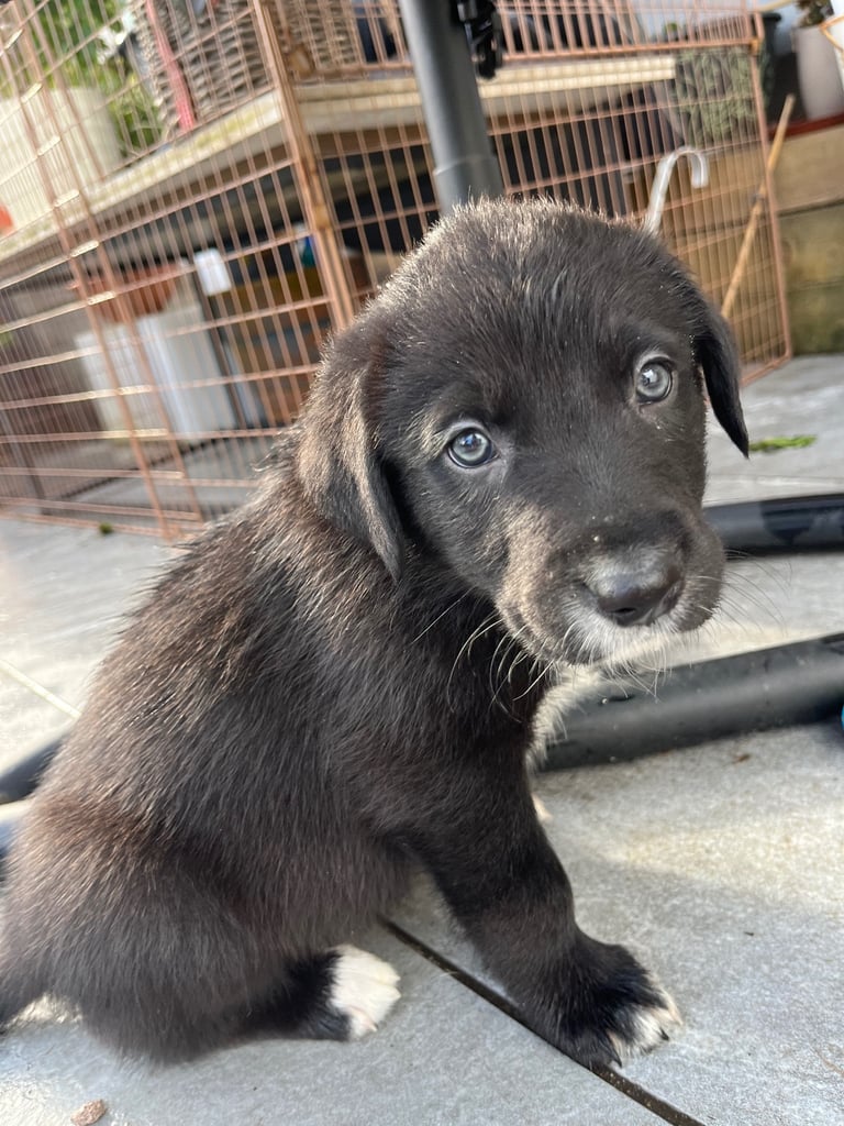 Labradors x Puppies for sale