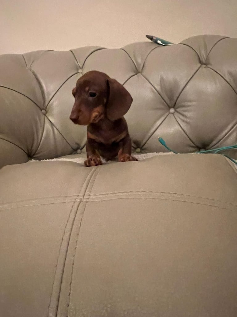 Dachshund Puppies 