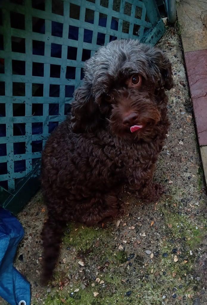 Female chocolate cockapoo 