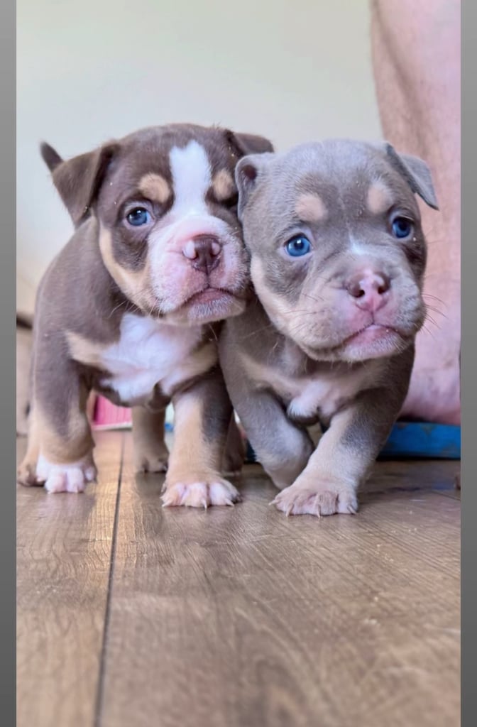 English bulldog mix pocket bully 