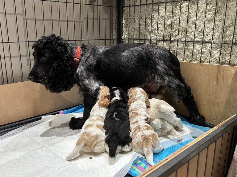 ✨ Show Cocker Spaniel Puppies For Sale ✨