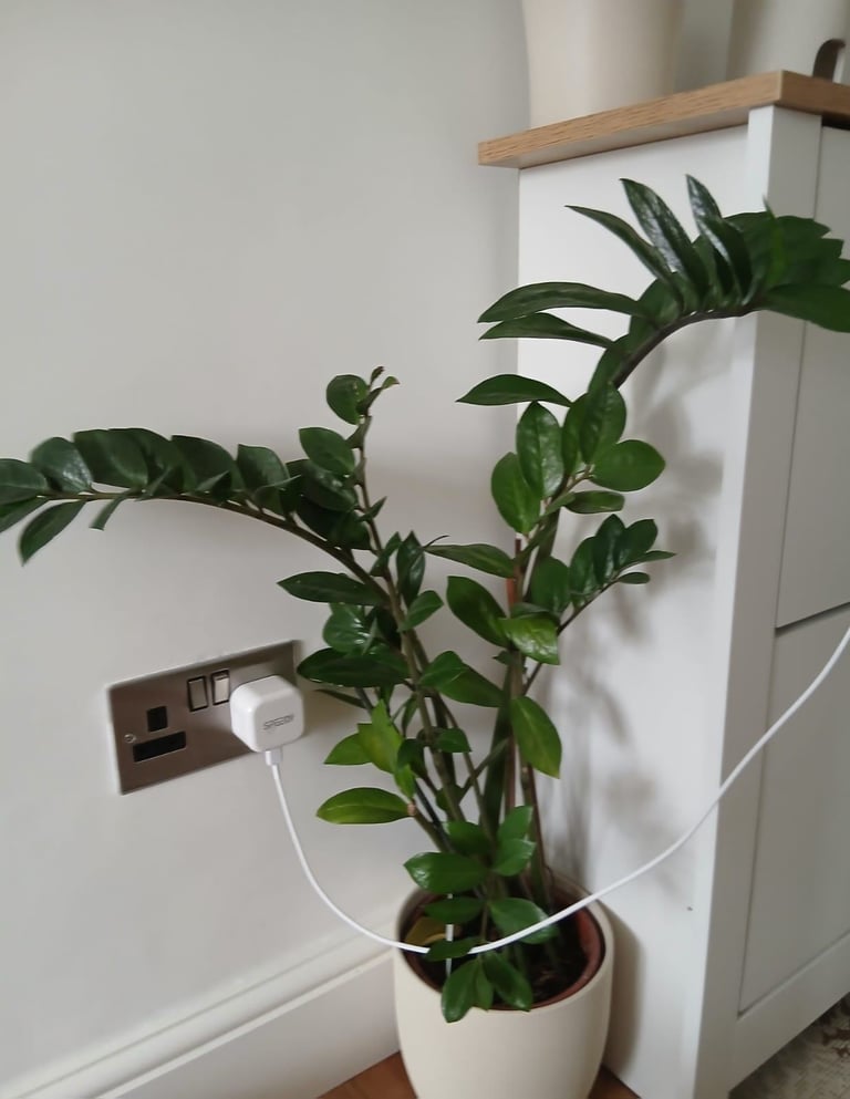 Plants for quick sale 