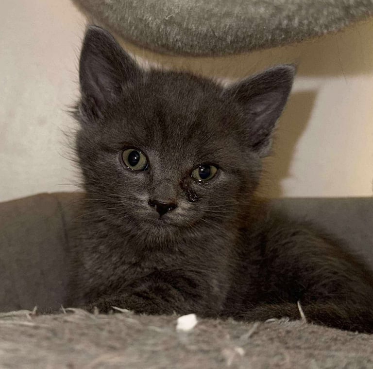 Adorable playful kittens for sale