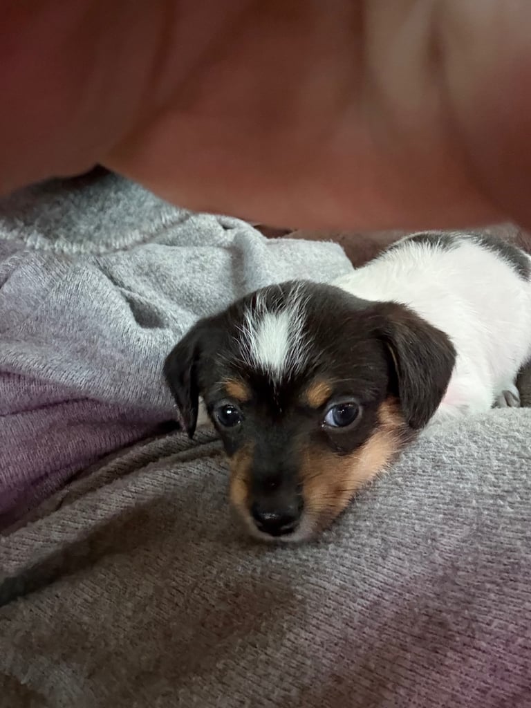 Jack Russell puppies 