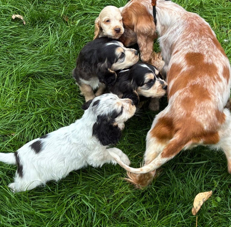 Show cocker spaniels