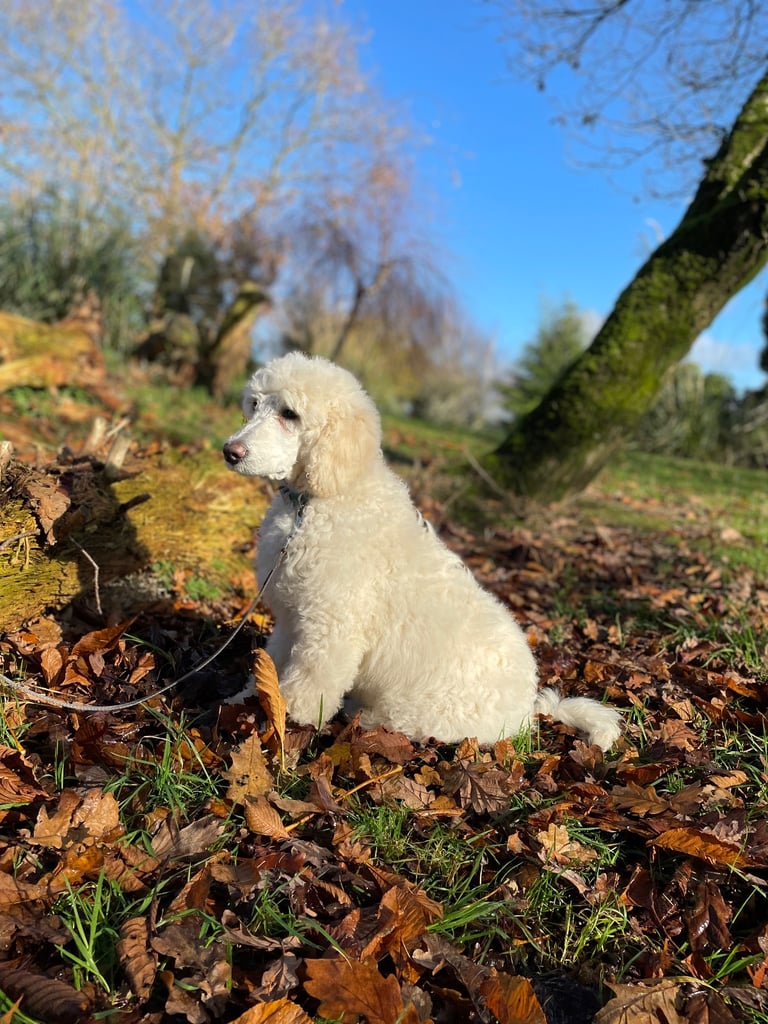 Standard poodle pup - one left