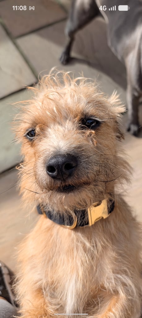 image for 1 year old male jackapoo