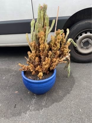 Large cactus in pot - £10 (Wallisdown)