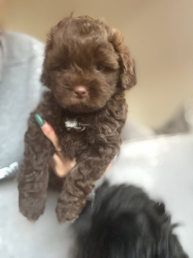Ready Now only 2 stunning Shihpoo puppies Left!