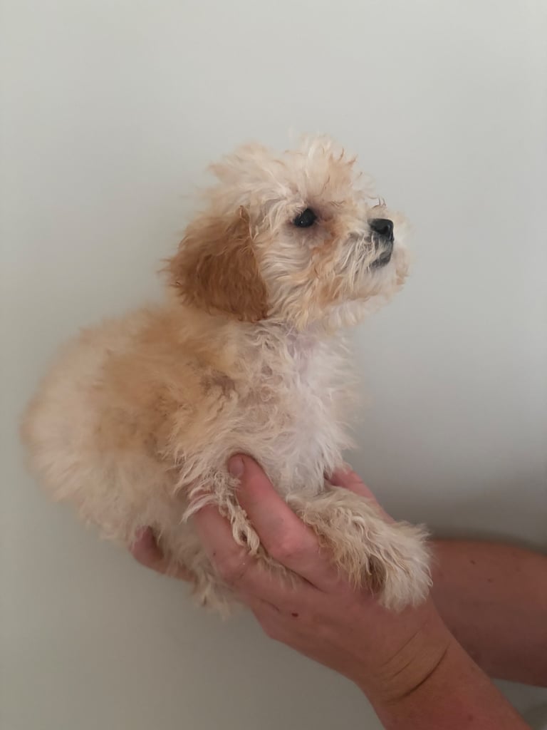 Poochon puppies
