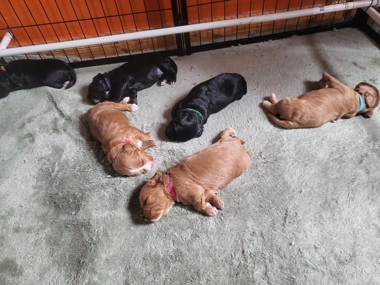 Sproodle puppies