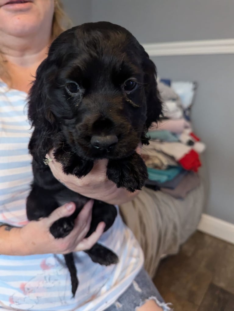× Ready Now × Beautifull Cocker Spaniel Pups 