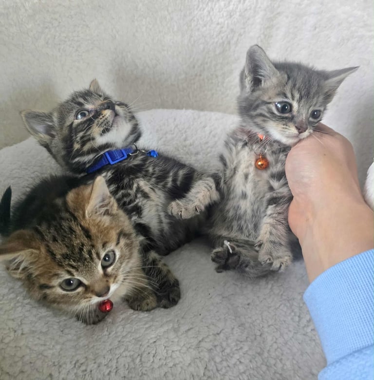 Adorable kittens Maine Coon