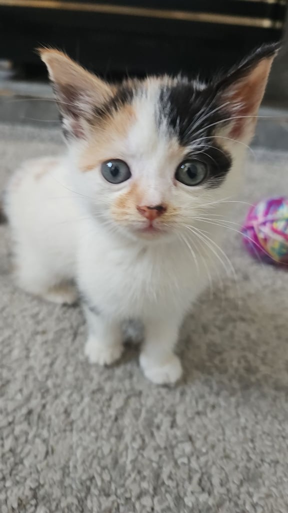 3 × kittens - deflead - litter trained