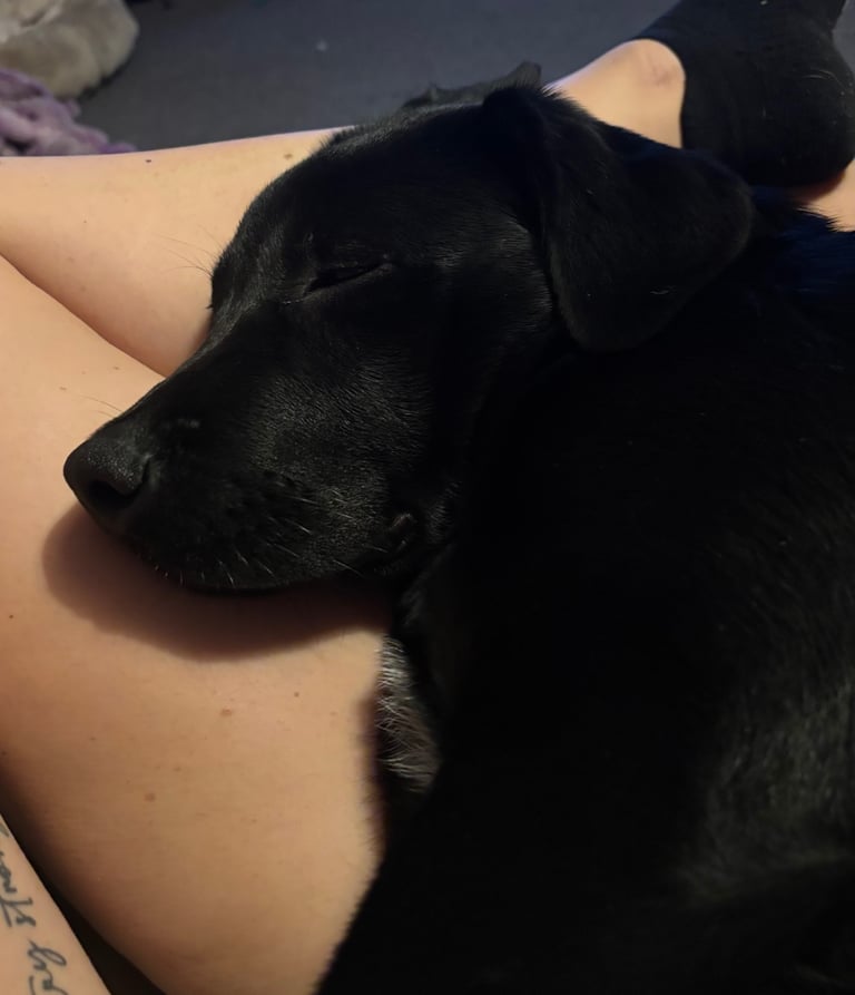 5 and 1/2 months old Staffadors Enzo and Bentley 