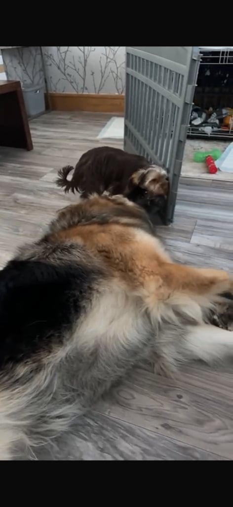 German Shepherd Male