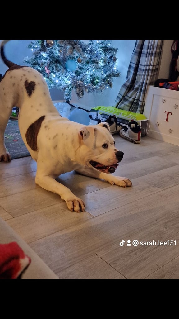 Male American Bulldog 