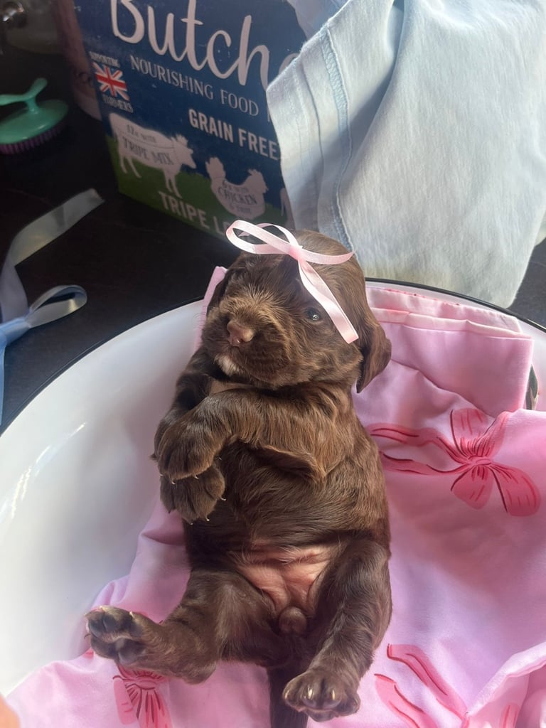 image for 4 cocker spaniel show type puppy’s for sale 