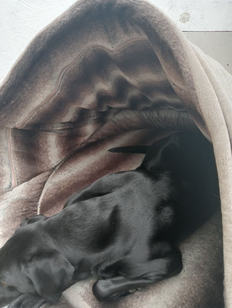 Collared Creatures Luxury Deluxe Comfort Cocoon, Dog Bed, Extra Large 125cm Beige