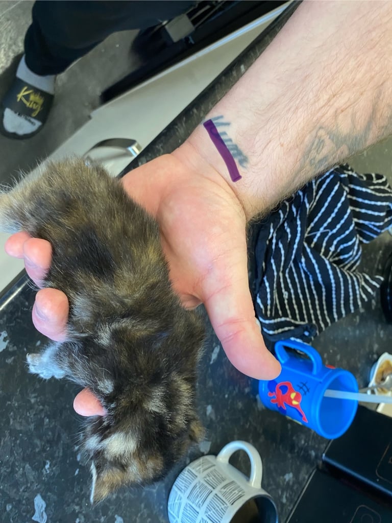4 beautiful kittens