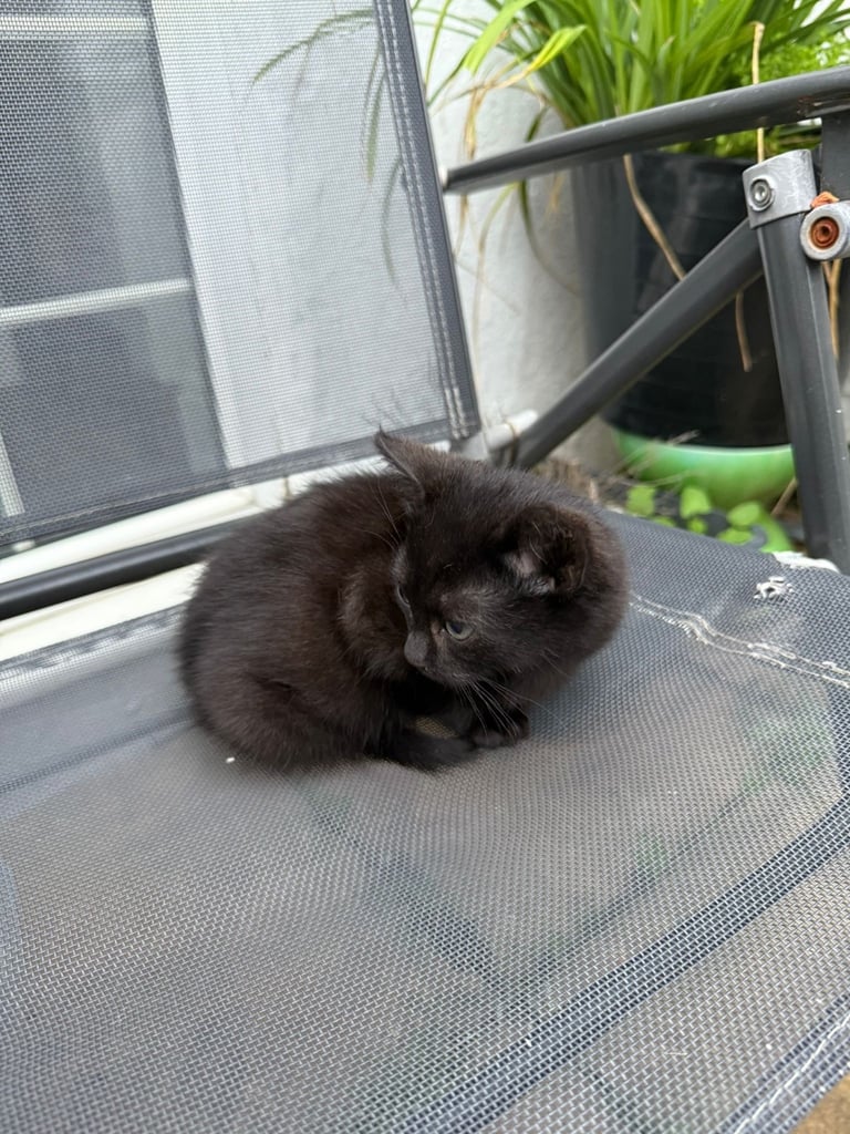 Black 2 Month Old Kitten For Sale