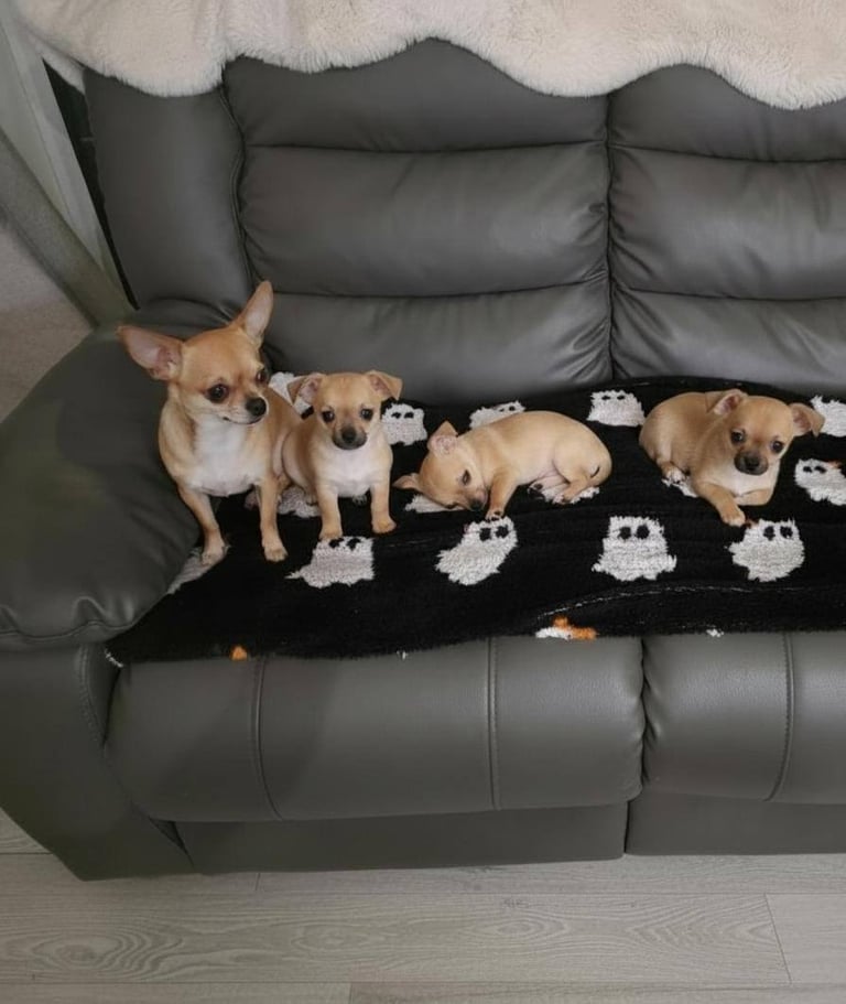 Chihuahua puppies 