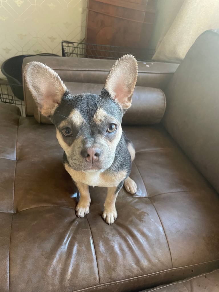 French bulldog 