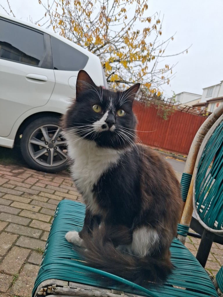 two cats for sale for a cheap price 