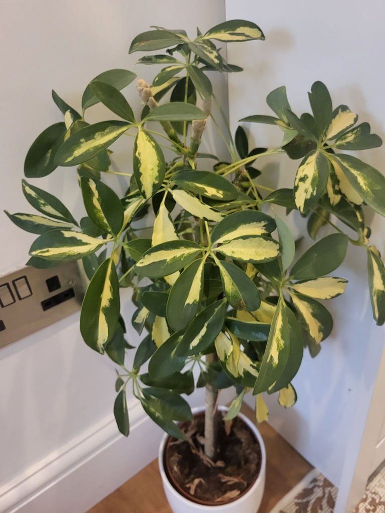 Indoor plant