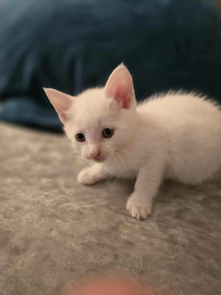 4 x 1/2 maine coon kittens (1 LEFT)