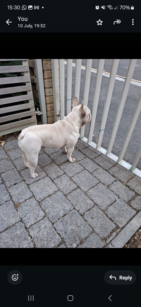 image for White female frenchie