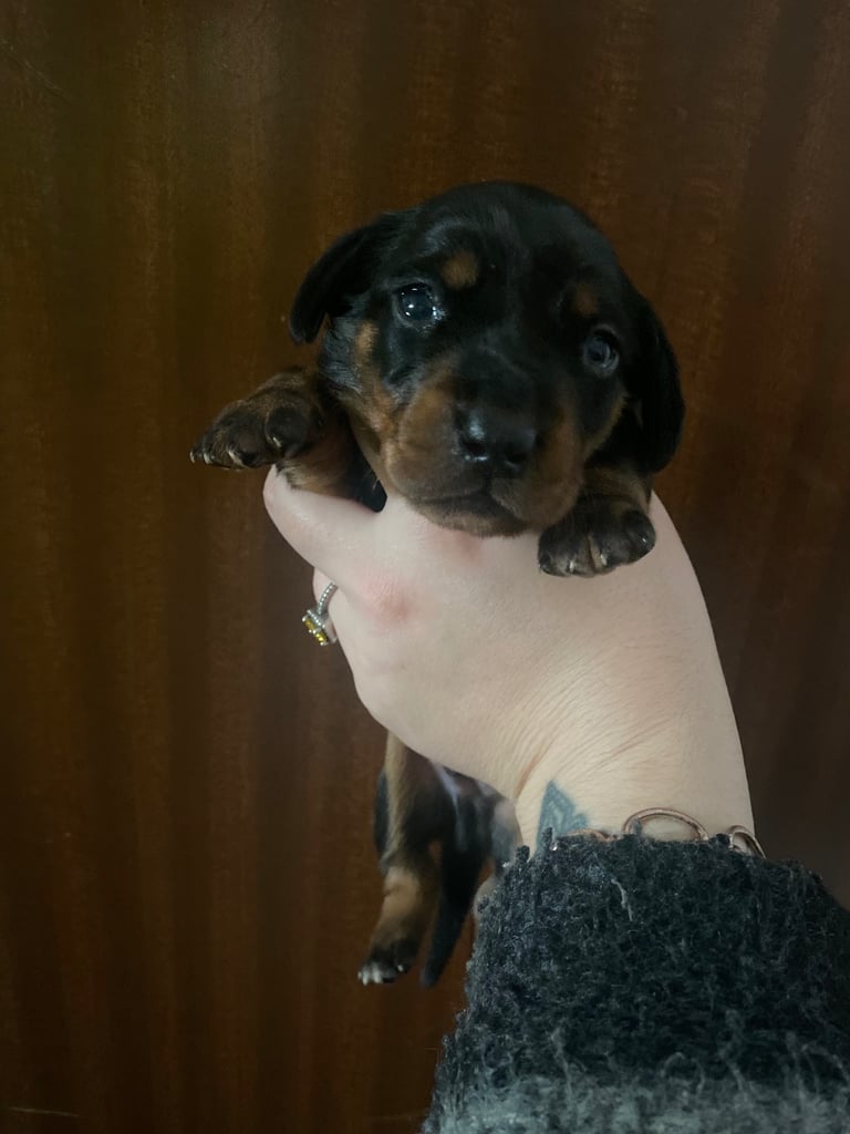 3 male miniature dachshunds